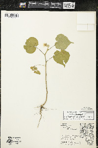 Abutilon theophrasti image