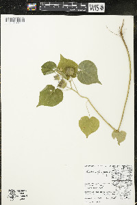 Abutilon theophrasti image