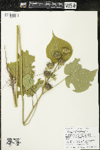 Abutilon theophrasti image