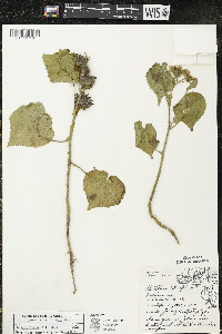 Abutilon theophrasti image