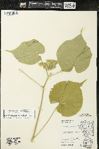 Abutilon theophrasti image