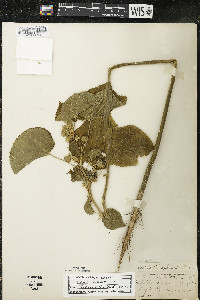 Abutilon theophrasti image