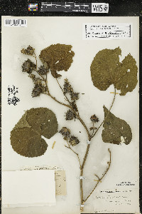 Abutilon theophrasti image