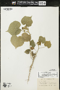 Abutilon theophrasti image