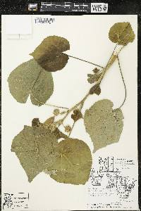 Abutilon theophrasti image