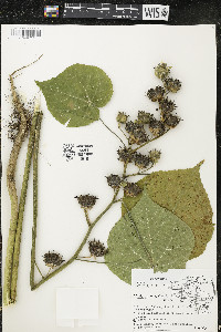 Abutilon theophrasti image