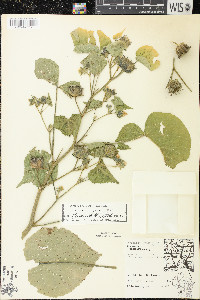 Abutilon theophrasti image