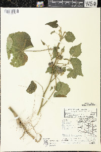 Abutilon theophrasti image