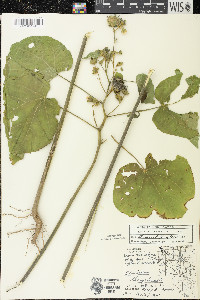 Abutilon theophrasti image