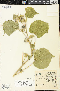 Abutilon theophrasti image