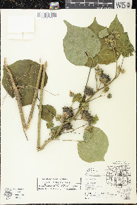 Abutilon theophrasti image