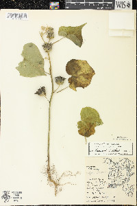 Abutilon theophrasti image