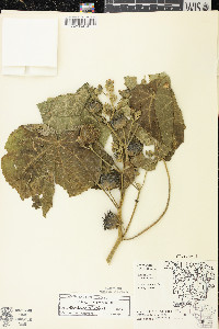 Abutilon theophrasti image