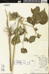 Abutilon theophrasti image