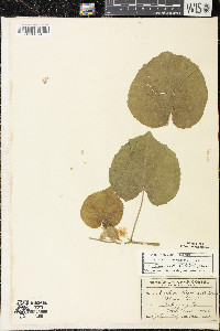 Abutilon theophrasti image