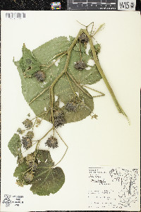 Abutilon theophrasti image