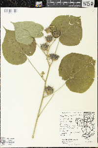 Abutilon theophrasti image