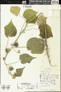 Abutilon theophrasti image