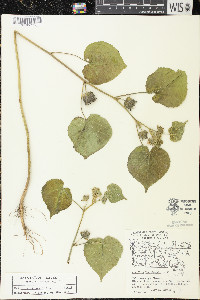 Abutilon theophrasti image