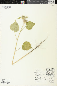 Abutilon theophrasti image