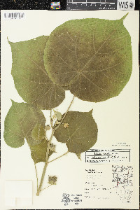 Abutilon theophrasti image