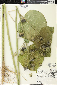 Abutilon theophrasti image