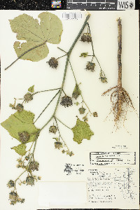 Abutilon theophrasti image