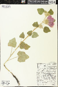 Alcea rosea image