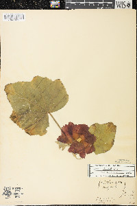 Alcea rosea image