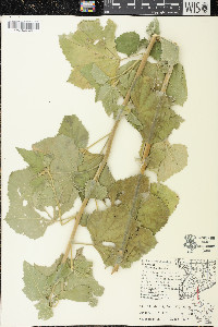 Althaea officinalis image