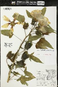 Hibiscus laevis image