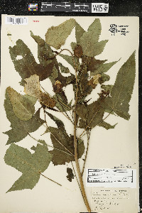 Hibiscus laevis image