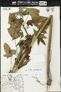 Hibiscus laevis image