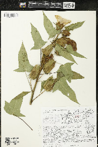 Hibiscus laevis image