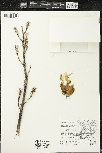 Hibiscus laevis image