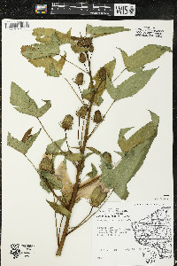 Hibiscus laevis image