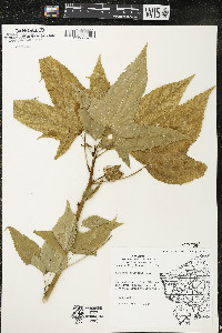 Hibiscus laevis image