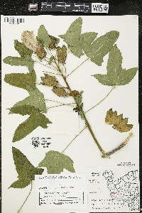 Hibiscus laevis image