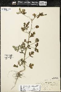 Hibiscus trionum image