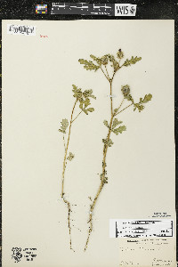 Hibiscus trionum image