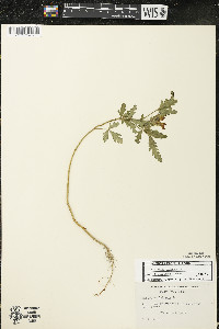 Hibiscus trionum image
