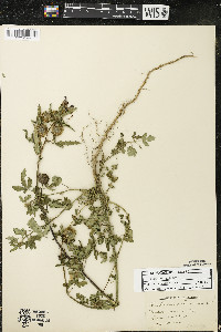 Hibiscus trionum image