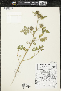 Hibiscus trionum image