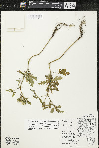 Hibiscus trionum image