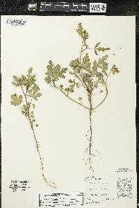 Hibiscus trionum image