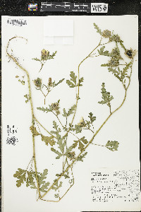 Hibiscus trionum image