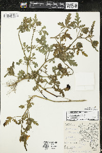 Hibiscus trionum image