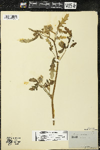 Hibiscus trionum image