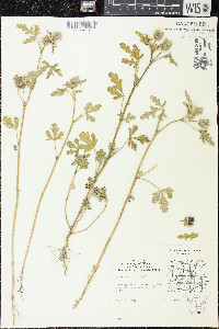 Hibiscus trionum image