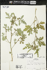 Hibiscus trionum image